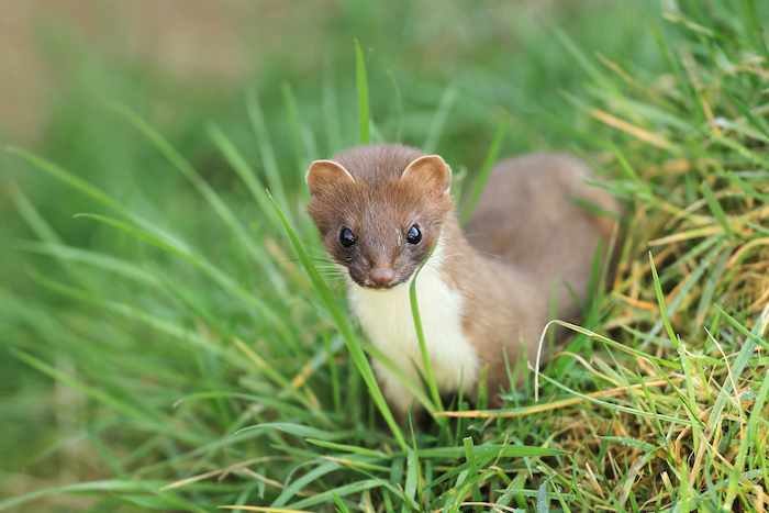 Naturpark Thal Projekt Thaler Wiesel