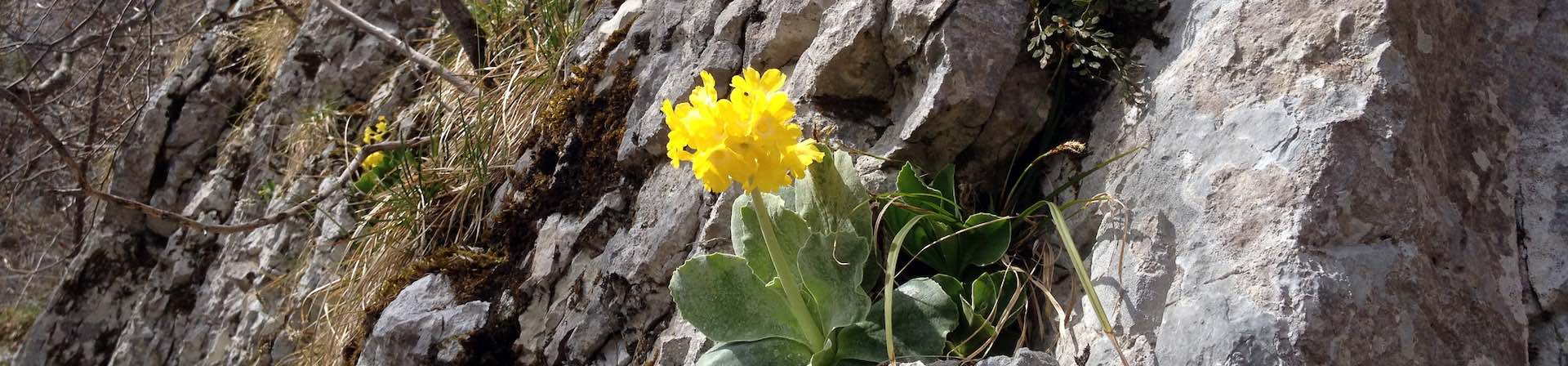 Fluhblumen im Guldental, Naturpark Thal