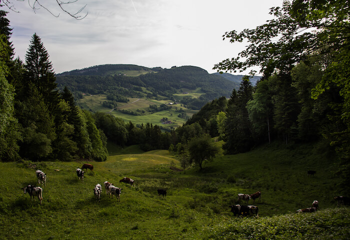 Naturpark Thal Brunnersberg Panorama