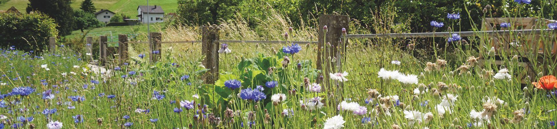 Naturpark Thal Natur im Siedlungsraum Blumenwiese