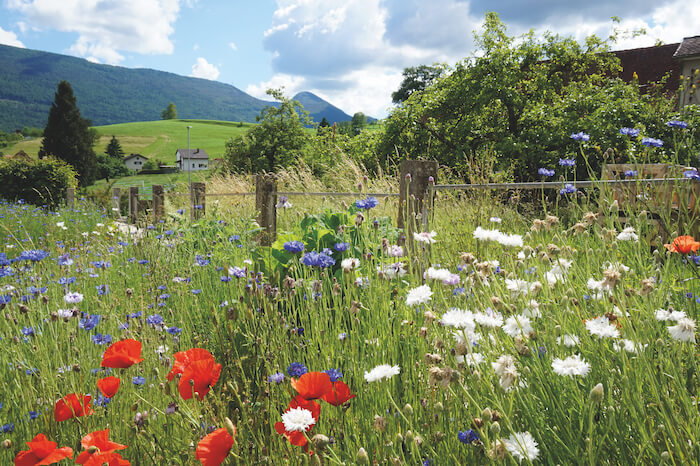 Naturpark Thal Natur im Siedlungsraum Blumenwiese