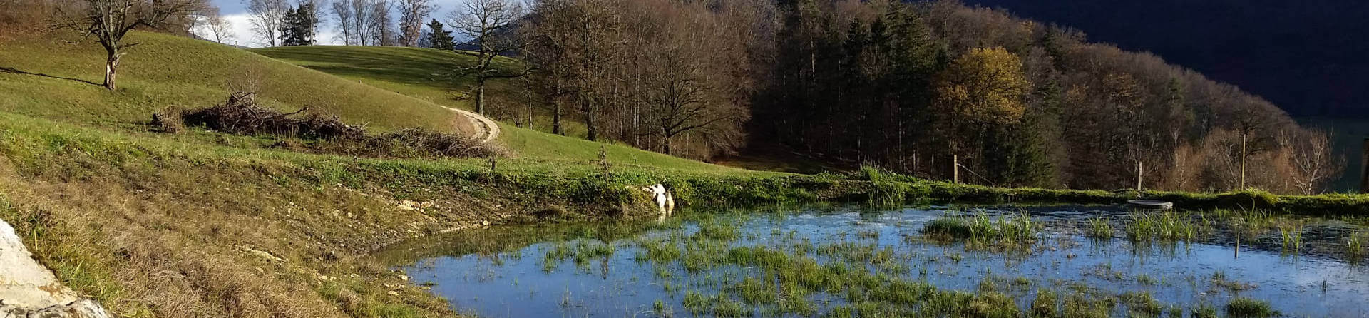 Naturpark Thal Weiher