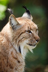 Naturpark Thal Luchs