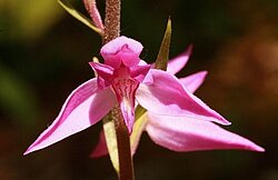 Orchidee Rotes Waldvögelein, Naturpark Thal