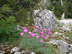 Dianthus gratianopolitanus, Grenobler Nelke im Naturpark Thal