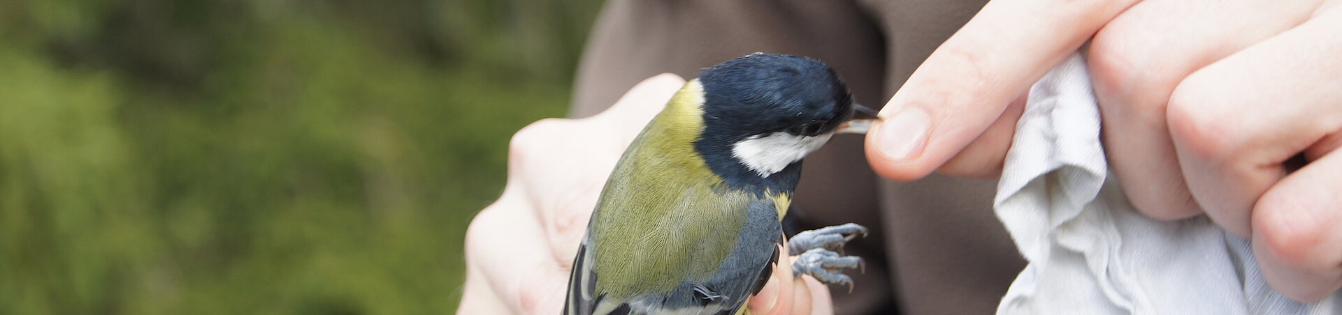 Naturpark Thal Forschung Vogelberingung