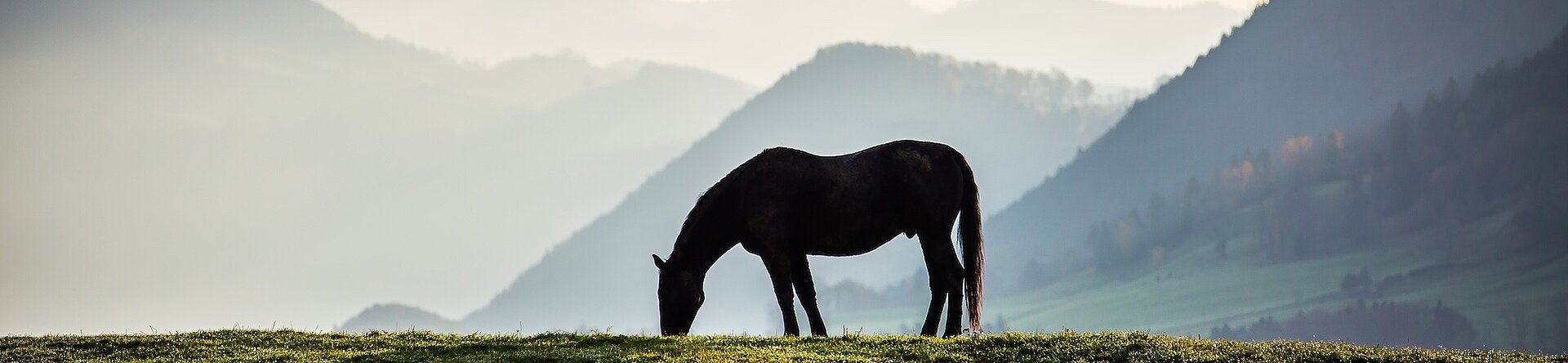 Naturpark Thal im Frühling, Pferdeweide