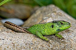 Zauneidechse im Naturpark Thal