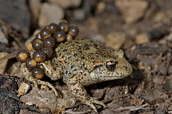 Geburtshelferkröte, Glögglifrosch im Naturpark Thal