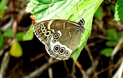 Gelbringfalter im Naturpark Thal