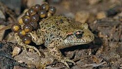 Naturpark Thal Geburtshelferkröte oder Glögglifrosch