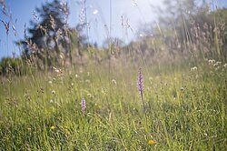 Heumatten im Naturpark Thal