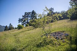 Juraweiden im Naturpark Thal