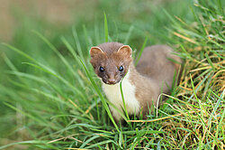 Wiesel im Naturpark Thal