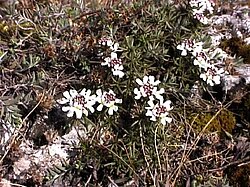 Felsenbauernsenf, Iberis saxatilis im Naturpark Thal