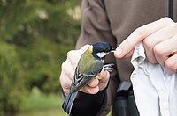Naturpark Thal Forschungsprojekt Vogelberingung