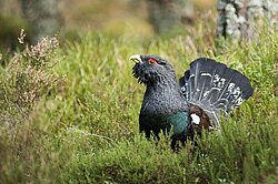 Auerhuhn im Naturpark Thal