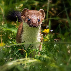 Foto: Pascal Lerch, www.pascallerchfotografie.ch