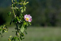 wilde Rosen im Naturpark Thal