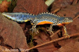 Bergmolch Adult